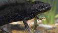 An underwater view of a male great crested newt