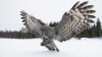 Great grey owl hunting in the snow