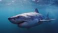 A great white shark swimming