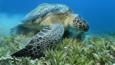 Green sea turtle feeding on sea weed in a meadow