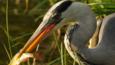 Grey heron with a fish (c) Daz / SWAN MAN