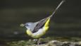 Grey wagtail collecting food for nestlings at the edge of a stream