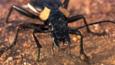 A ground beetle