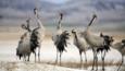 Common cranes calling with heads raised in the air