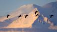 Migrating sandlhill cranes flying past snowy mountain at sunrise