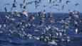 A flock of sooty shearwaters and black-legged kittiwakes feeding from the sea