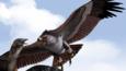 Haast's eagle preying on a giant moa