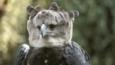 Harpy eagle looking towards camera