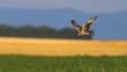Montagu's harrier in flight over field