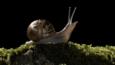 Common snail adult on moss covered stone at night