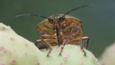 Clown stink bug sucking from kobus magnolia fruit