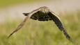 Hen harrier in flight