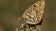 High brown fritillary at rest on a fern (c) Andy Seely