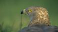 Rear view of a honey buzzard looking around