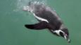 Humboldt penguin diving underwater