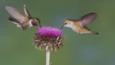 A male and female broad-tailed hummingbird feeding on a musk thistle