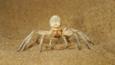 Dancing white lady spider 'dancing' in defensive threat display on sand dune