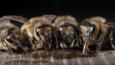 Four honey bee workers feeding on honey from a cell in the hive