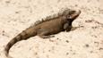 Iguana standing on sand