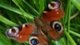 A peacock butterfly on grass (c) Dawn Burkey