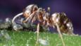 Negro ant tending aphids