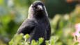 Jackdaw perched on ground