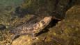 A Japanese giant salamander climbing an underwater rock
