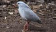 Kagu walking on forest floor