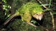 A kakapo in the forest