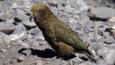 A young kea on the ground
