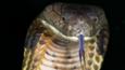 King Cobra tasting the air with its tongue