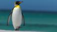 King penguin walking along the beach