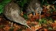 Two great spotted kiwis