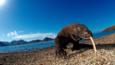 A Komodo dragon walking on a beach