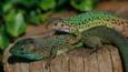 A couple of Eastern green lizards 