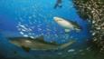 Sand tiger sharks swimming around a wreck in the Atlantic Ocean