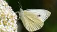 Cabbage white butterfly in flight