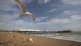 Seagull flying over a beach