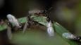 Swarming black ants on a leaf