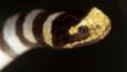 Close-up of a banded sea krait