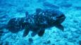 A coelacanth swims over the seabed