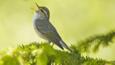 Arctic warbler perched on a branch singing