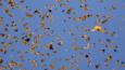 A mass of monarch butterflies flying