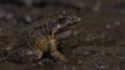 Coastal mud frog in mud