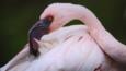 A lesser flamingo preens its feathers with its large hooked beak