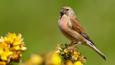 Linnet standing on vegetation