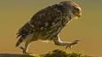 A little owl in flight