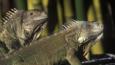 A pair of iguanas