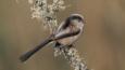 Long tailed tit on lichen-covered branch
