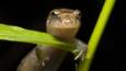 An ocoee salamander on a plant